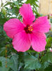 16 august 2013-flori 103