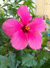 16 august 2013-flori 105