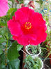 16 august 2013-flori 110