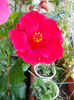 16 august 2013-flori 112