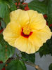 16 august 2013-flori 113