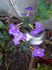 16 august 2013-flori 087