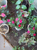 16 august 2013-flori 089