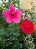 16 august 2013-flori 108