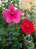 16 august 2013-flori 109