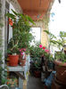 16 august 2013-flori 117