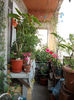 16 august 2013-flori 119