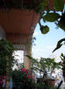 16 august 2013-flori 120