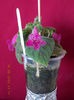 16 august 2013-flori 125