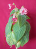 kohleria sunna