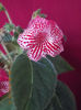 16 august 2013-flori 140