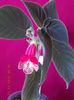16 august 2013-flori 141