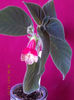16 august 2013-flori 143