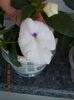 16 august 2013-flori 025