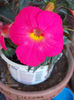 16 august 2013-flori 028