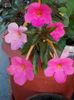 16 august 2013-flori 039