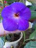 16 august 2013-flori 043
