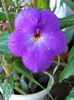 16 august 2013-flori 083