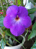 16 august 2013-flori 084