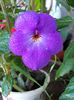 16 august 2013-flori 085