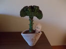Euphorbia lactea(cactus coral)2