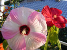 HIBISCUS LUNA PINK