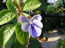 CLERODENDRON