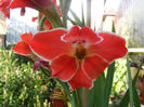 GLADIOLE PITICE