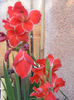 GLADIOLE PITICE