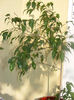 FICUS BENJAMIN