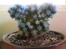 MINI-CACTUS ALBASTRU