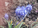 MUSCARI