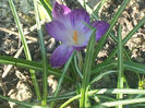 CROCUS