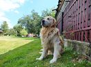 DUK - Golden Retriever.