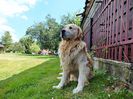 DUK - Golden Retriever.