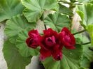 red rosebud 01