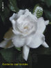 Gardenia Jasminoides