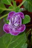 Allegro Purple
