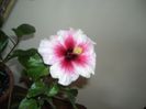 Pink Dreams
