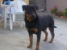HERRA
