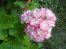Appleblossom Rosebud
