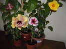 Hibiscus grup