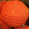 Red Warty Thing S