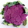 Violetta Italia