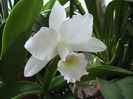 cattleya alba 2013.08.11