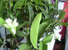 cattleya alba 2013.08.18