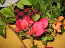 IMG_8019