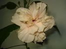 DSC08993