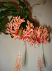 Schizopetalus