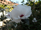 In gradina Mamiticai